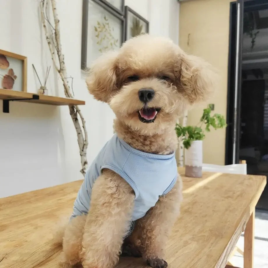 Dog and Cat Post Surgery Recovery Suit Anti Licking
