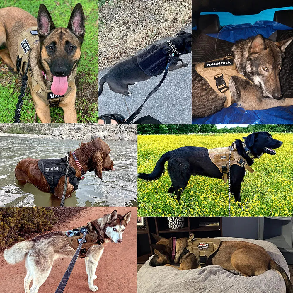 Nylon Dog Harness And Leash Set For Medium Large Dogs