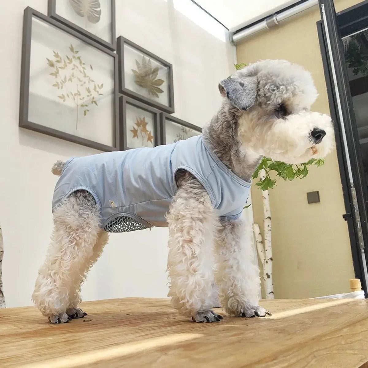 Dog and Cat Post Surgery Recovery Suit Anti Licking